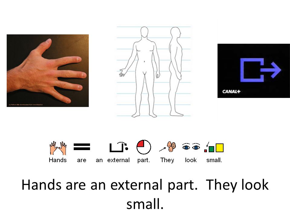 Hands are an external part. They look small.
