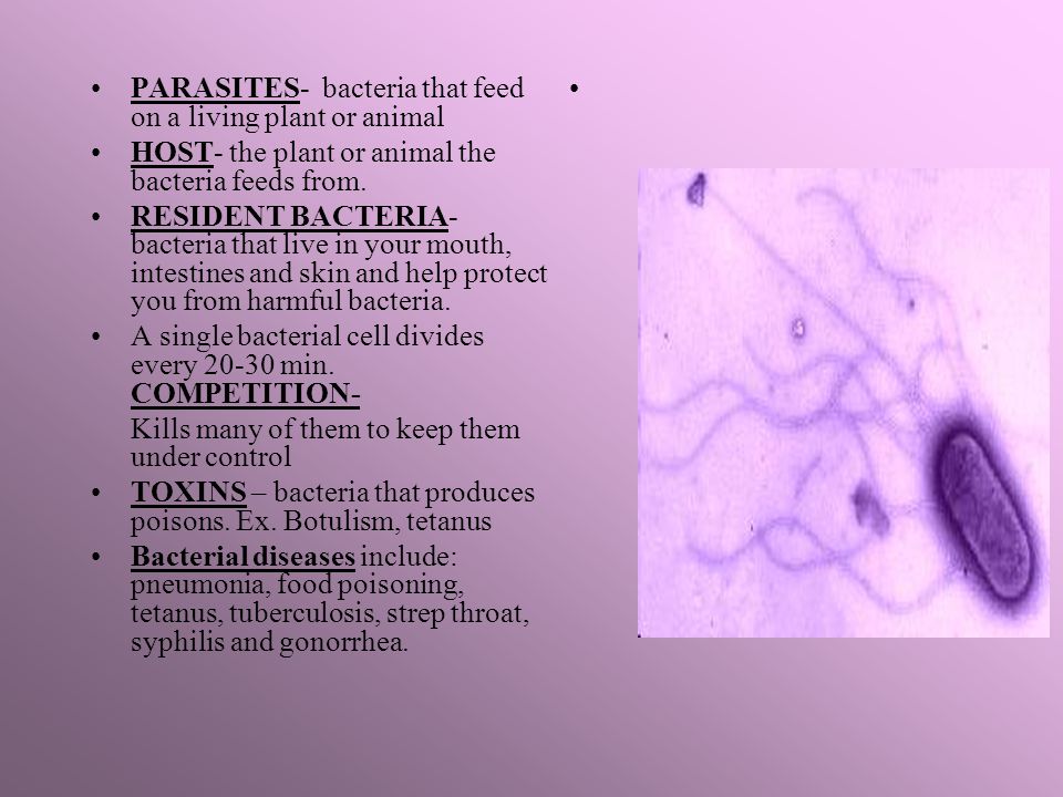 Bacterium strep throat