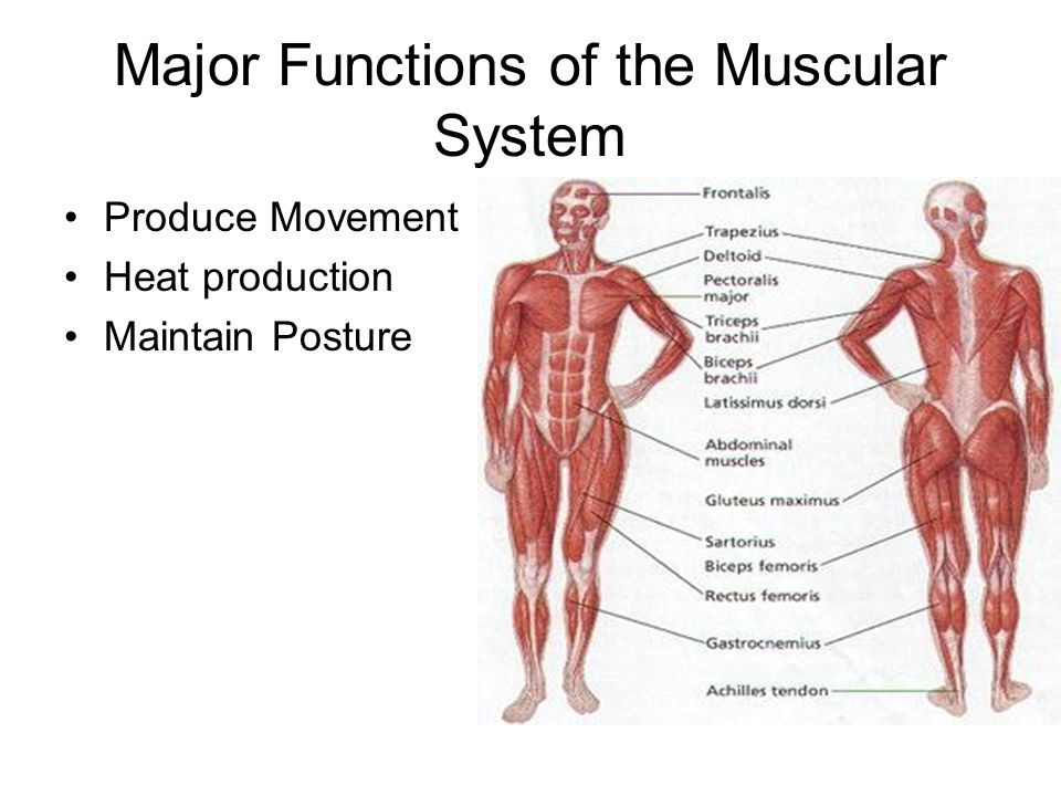What Are The Functions Of The Muscular System 113