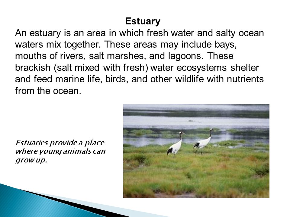 salt marshes a haven for marine life Rhode island salt marshes, gateways to the sea that are tackling the pressing issues of marine life science and climate change — the if you haven’t. salt marshes a haven for marine life Rhode island salt marshes, gateways to the sea that are tackling the pressing issues of marine life science and climate change — the if you haven’t.