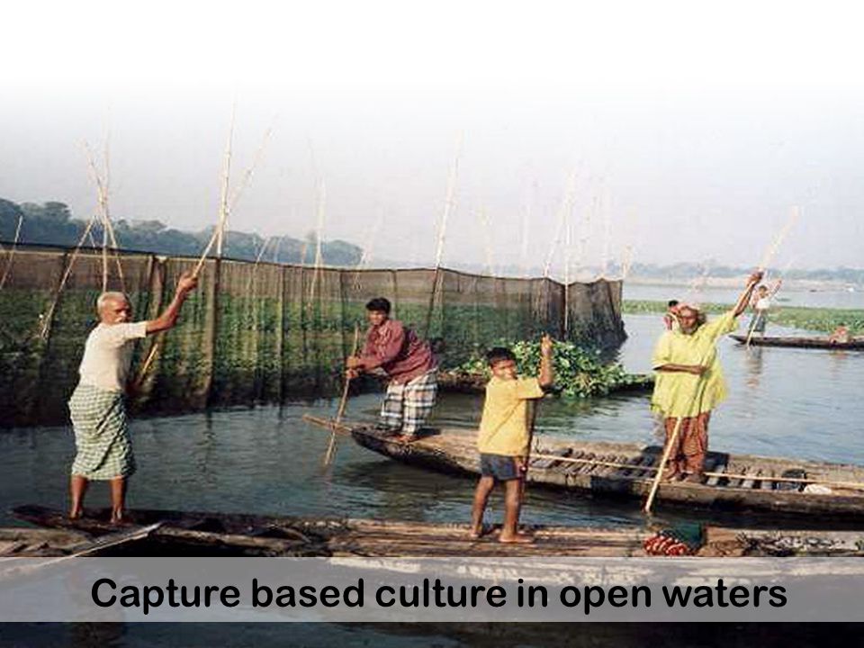 Capture based culture in open waters