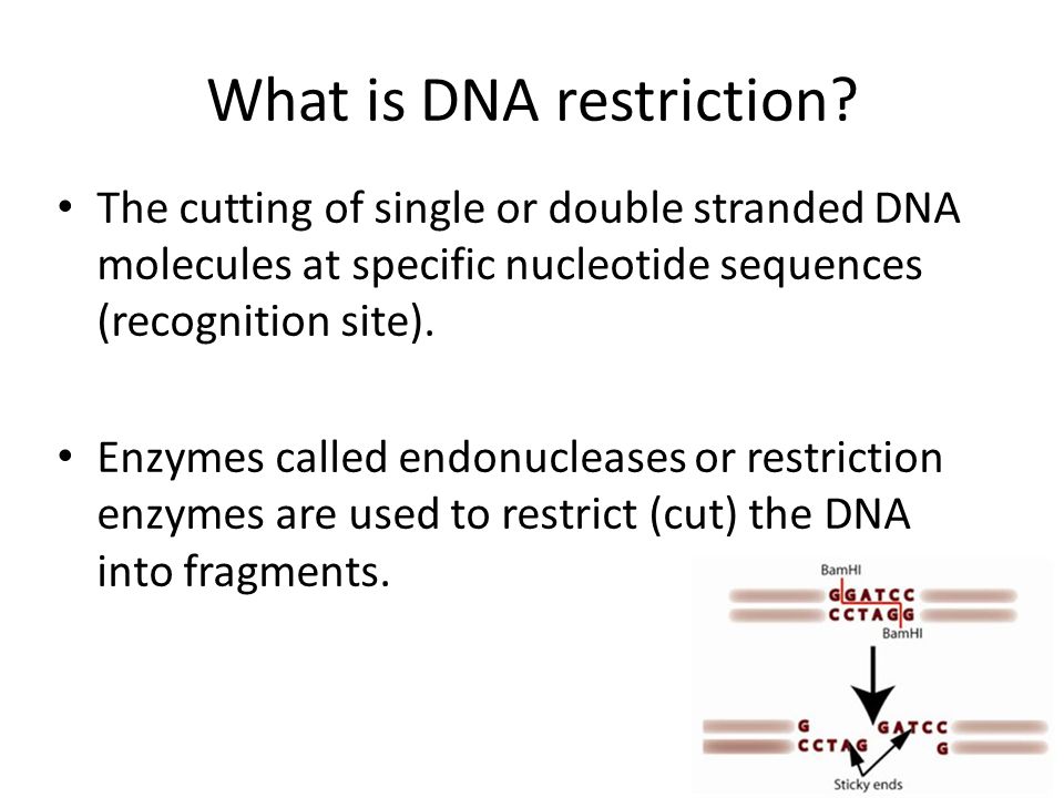 What is DNA restriction.