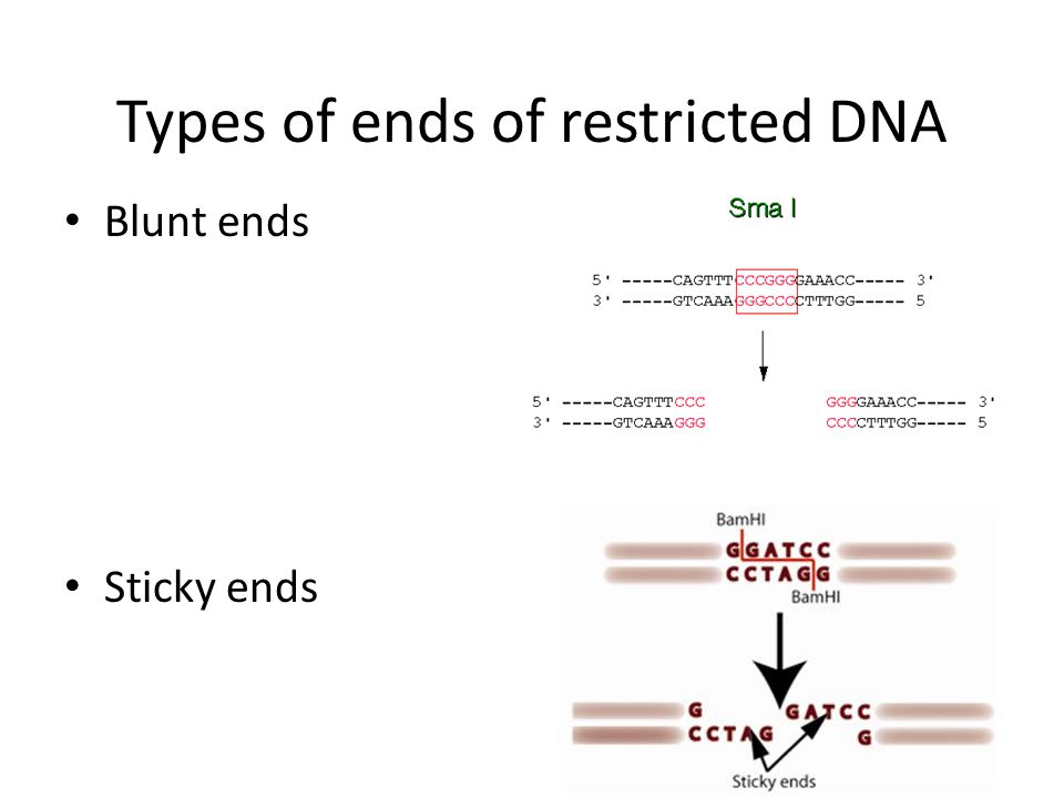 Types of ends of restricted DNA Blunt ends Sticky ends