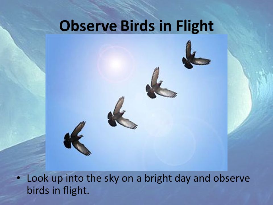 Observe Birds in Flight Look up into the sky on a bright day and observe birds in flight.