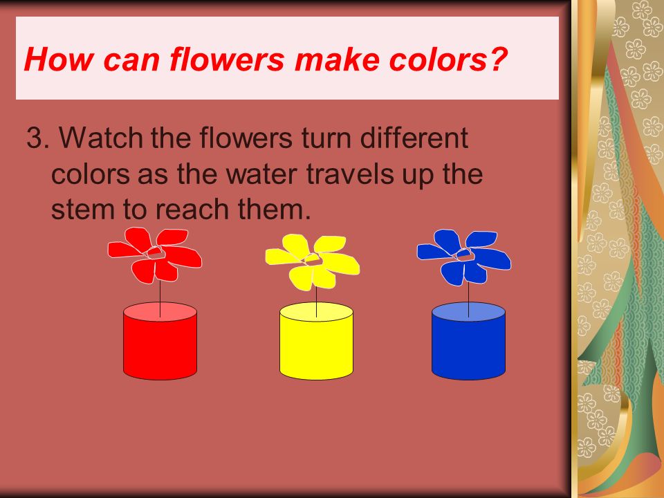3. Watch the flowers turn different colors as the water travels up the stem to reach them.
