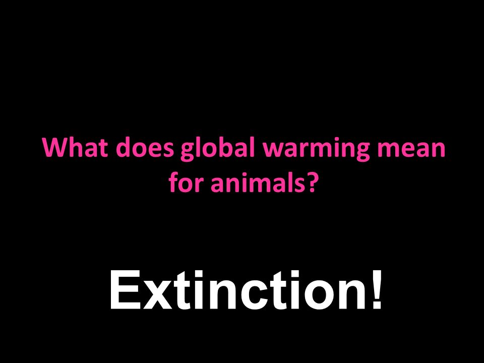 What does global warming mean for animals Extinction!
