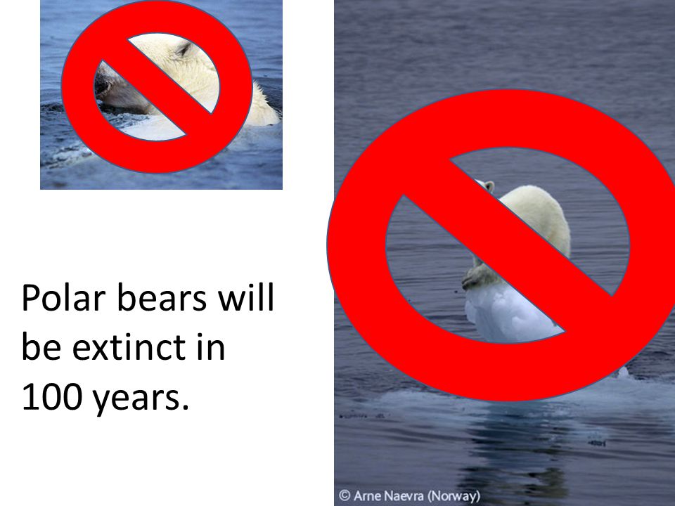 Polar bears will be extinct in 100 years.