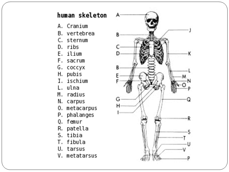 Человек латинское название. Скелет туловища человека анатомия латынь. Строение скелета на латыни. Скелет человека с названием костей на русском и латинском. Скелет человека с латинскими названиями.