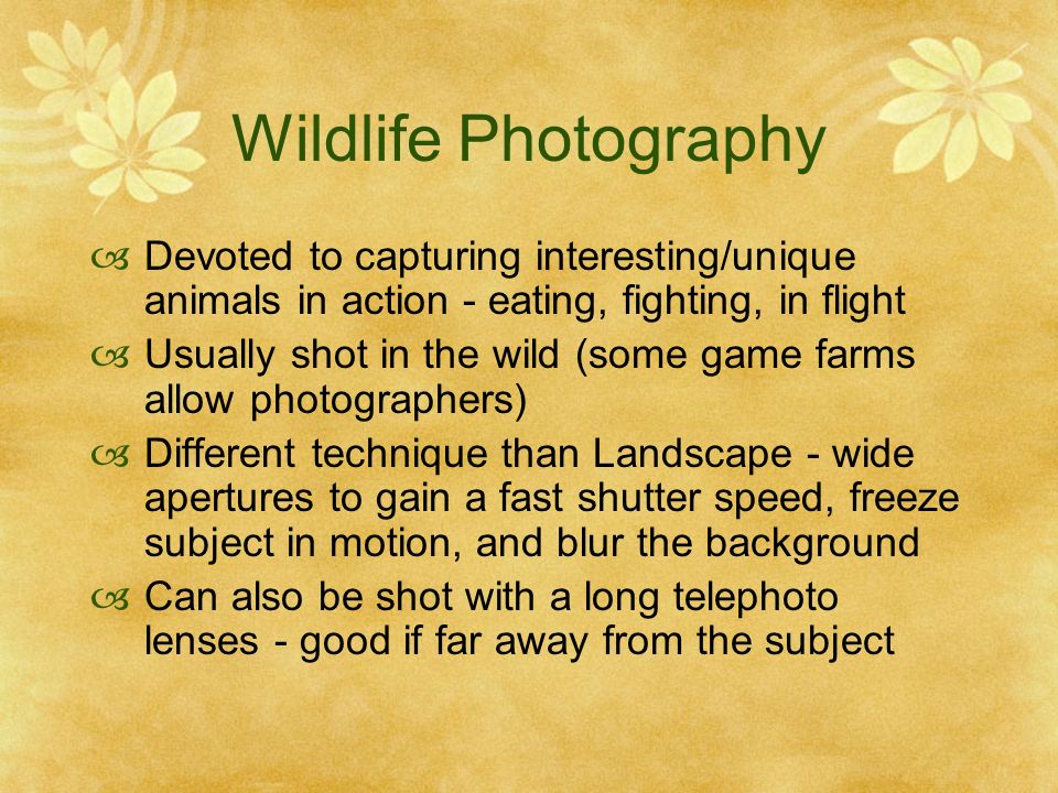 Wildlife Photography Devoted to capturing interesting/unique animals in action - eating, fighting, in flight Usually shot in the wild (some game farms allow photographers) Different technique than Landscape - wide apertures to gain a fast shutter speed, freeze subject in motion, and blur the background Can also be shot with a long telephoto lenses - good if far away from the subject