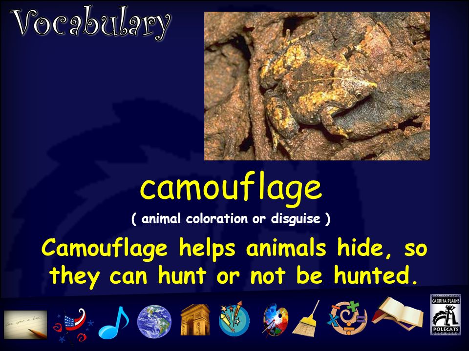 camouflage ( animal coloration or disguise ) Camouflage helps animals hide, so they can hunt or not be hunted.