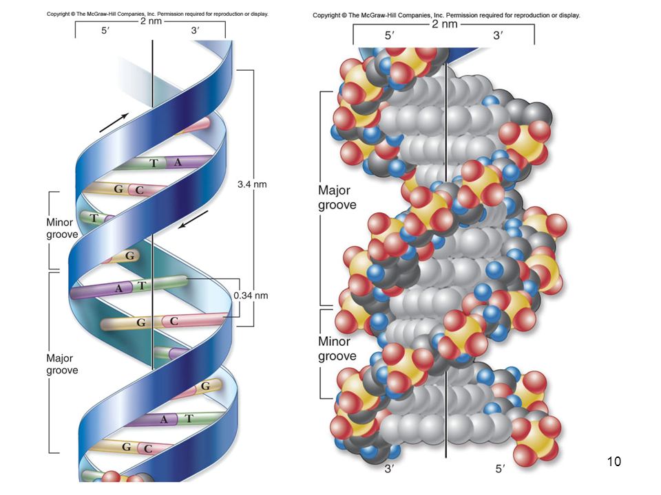Структура молекулы днк рнк. Строение молекулы ДНК И РНК. Структура молекулы ДНК И РНК. Большая и малая бороздка ДНК. Малая бороздка ДНК.