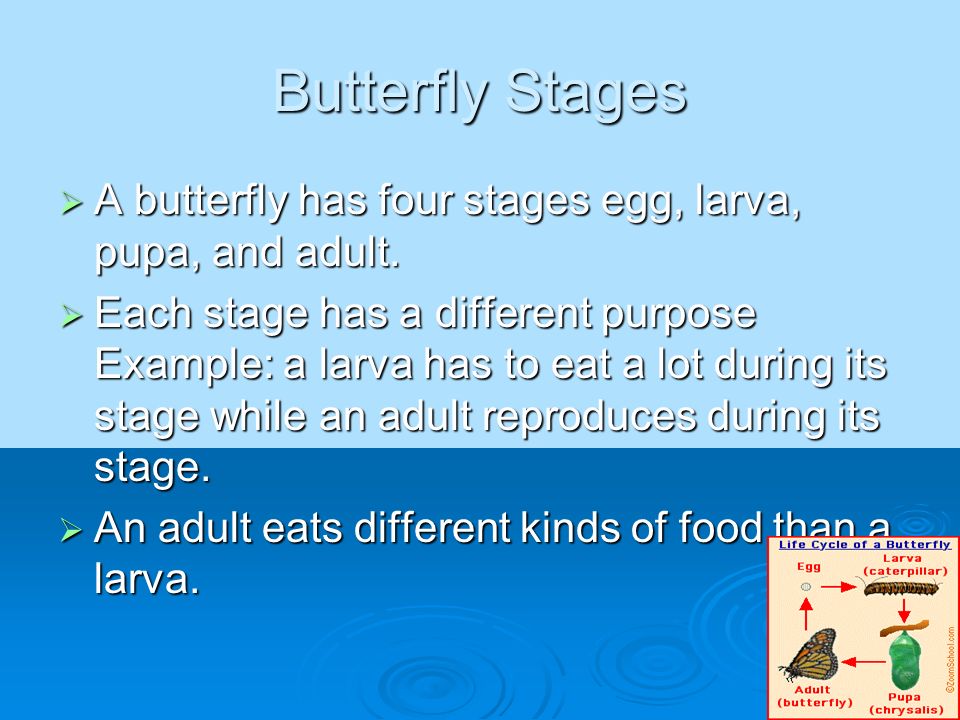 Butterfly Stages A butterfly has four stages egg, larva, pupa, and adult.