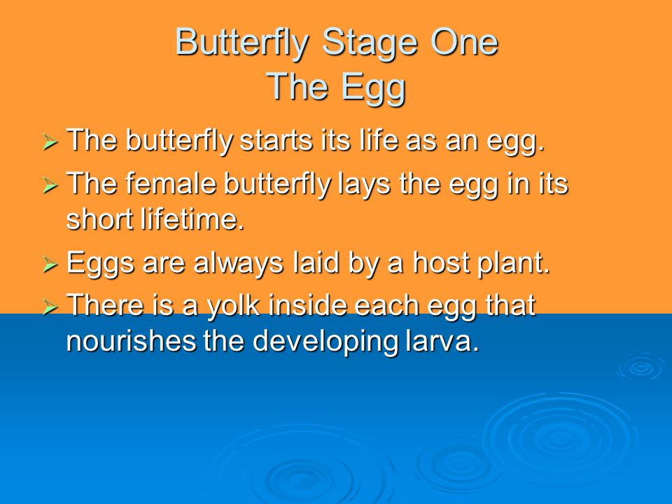 Butterfly Stage One The Egg The butterfly starts its life as an egg.
