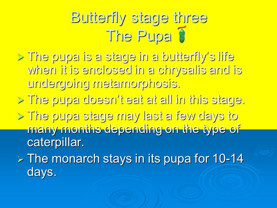 Butterfly stage three The Pupa The pupa is a stage in a butterflys life when it is enclosed in a chrysalis and is undergoing metamorphosis.