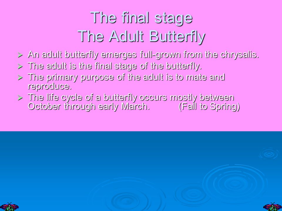 The final stage The Adult Butterfly An adult butterfly emerges full-grown from the chrysalis.