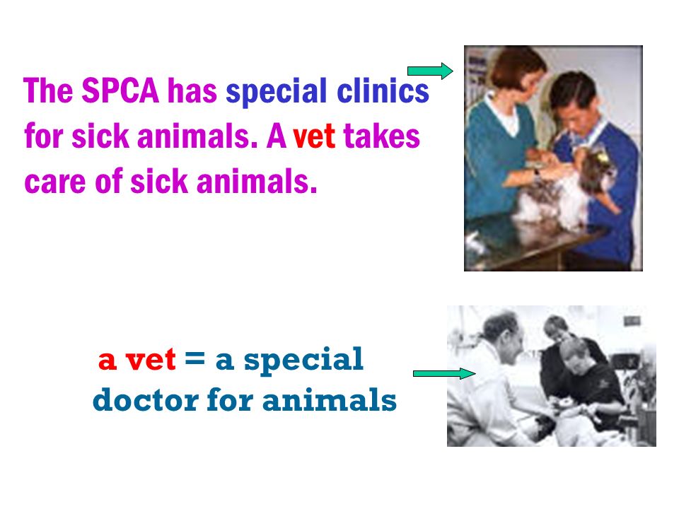 The SPCA helps animals to find new homes. People can come to the SPCA and choose a pet.