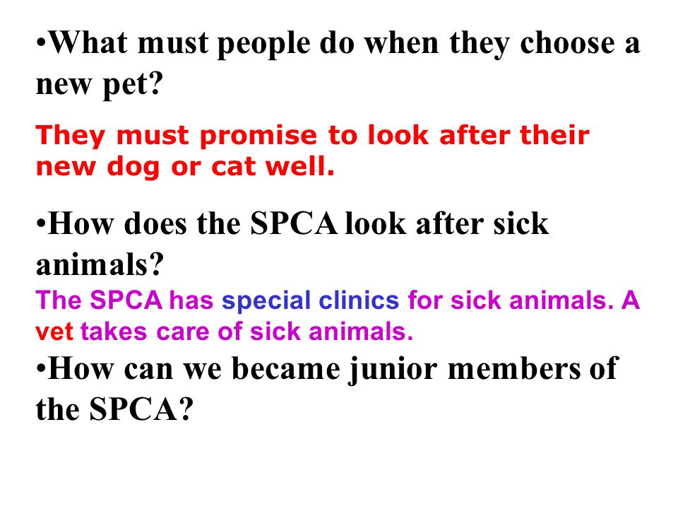 What do you want to know about the SPCA. Why are some animals in danger.