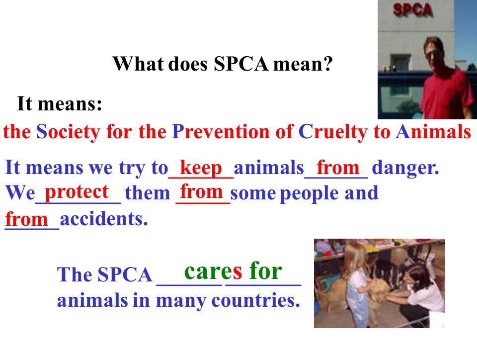 Why are some animals in danger. What do the SPCA inspectors do.