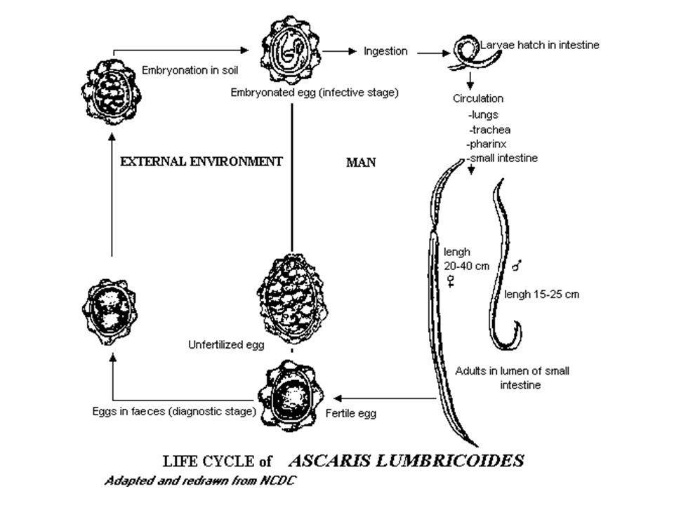 Жизненный цикл аскариды схема. Схема жизненного цикла аскариды (Ascaris lumbricoides). Жизненный цикл аскариды (Ascaris). Ascaris lumbricoides жизненный цикл. Жизненный цикл червя аскариды.