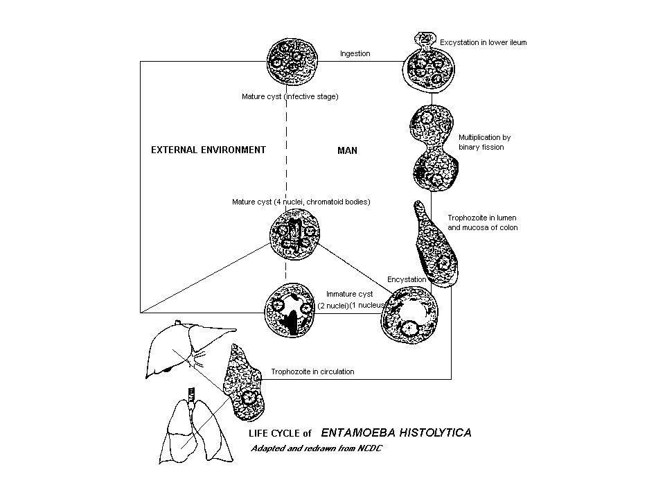 Стадии жизненного цикла цисты. Entamoeba histolytica жизненный цикл. Цикл дизентерийной амебы. Жизненный цикл дизентерийной амёбы. (Entamoeba histolytica).. Схема жизненного цикла Entamoeba histolytica.
