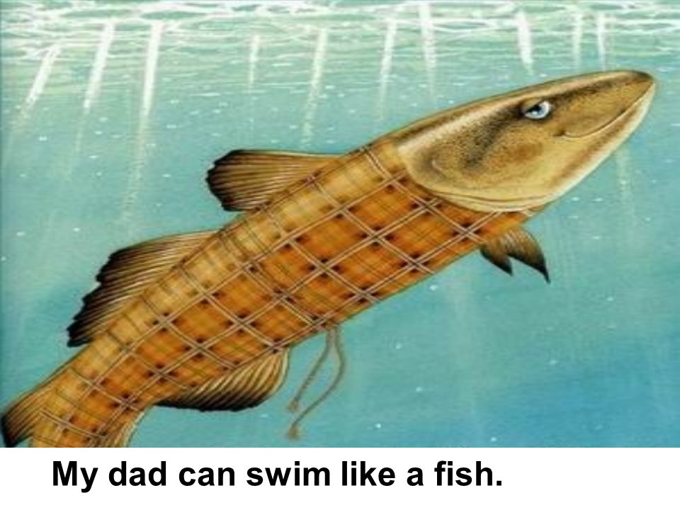 My dad can swim like a fish.
