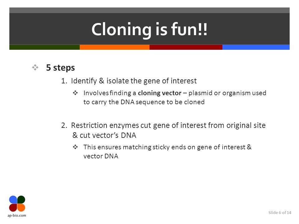 Slide 6 of 14 Cloning is fun!. 5 steps 1.
