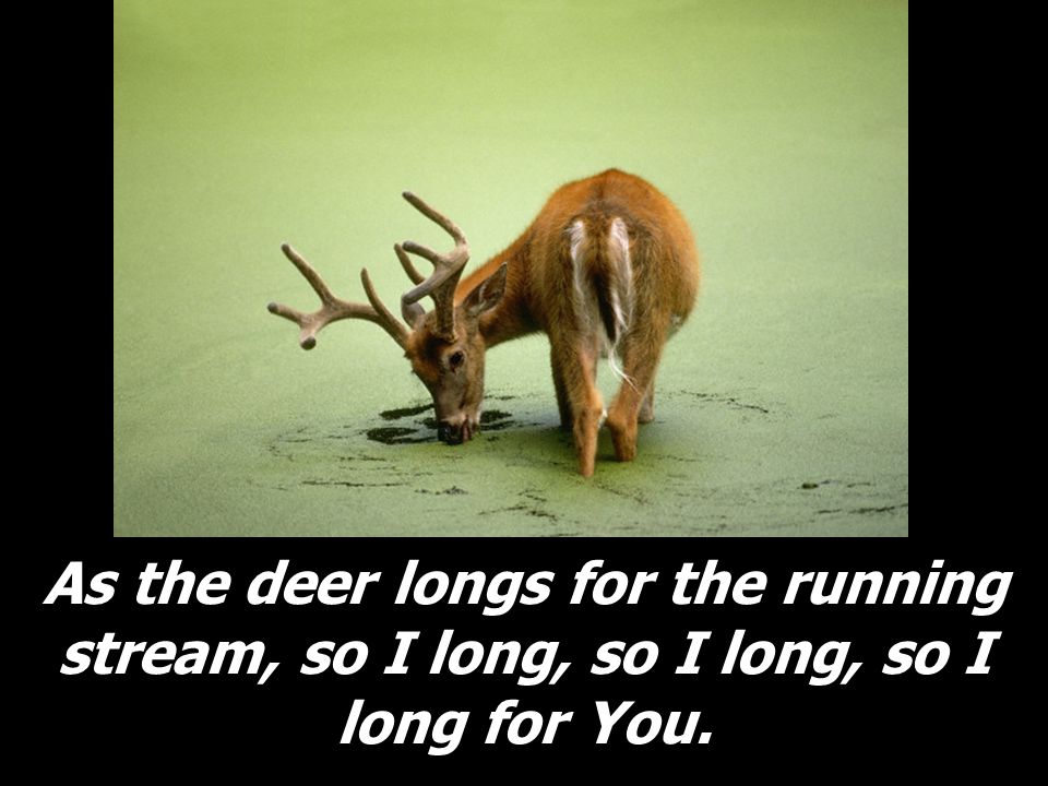 As the deer longs for the running stream, so I long, so I long, so I long for You.