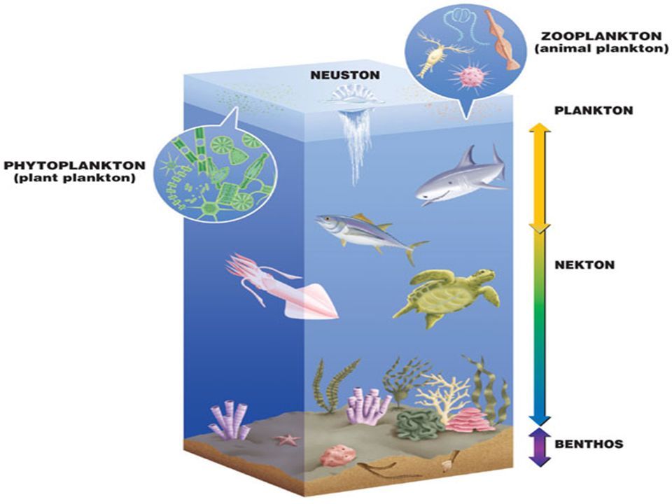 Схема жизнь в океане. Планктон Нектон бентос Нейстон. Планктон Нектон и ментос. Бентос Планкитон Пентон. Что такое планктон Нектон и бентос в океане.