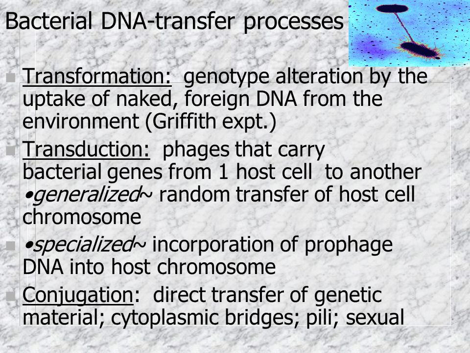 Bacterial DNA-transfer processes n Transformation: genotype alteration by the uptake of naked, foreign DNA from the environment (Griffith expt.) n Transduction: phages that carry bacterial genes from 1 host cell to another generalized~ random transfer of host cell chromosome n specialized~ incorporation of prophage DNA into host chromosome n Conjugation: direct transfer of genetic material; cytoplasmic bridges; pili; sexual