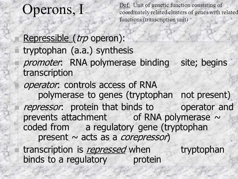 Operons, I n Repressible (trp operon): n tryptophan (a.a.) synthesis n promoter: RNA polymerase binding site; begins transcription n operator: controls access of RNA polymerase to genes (tryptophan not present) n repressor: protein that binds to operator and prevents attachment of RNA polymerase ~ coded from a regulatory gene (tryptophan present ~ acts as a corepressor) n transcription is repressed when tryptophan binds to a regulatory protein Def: Unit of genetic function consisting of coordinately related clusters of genes with related functions (transcription unit)