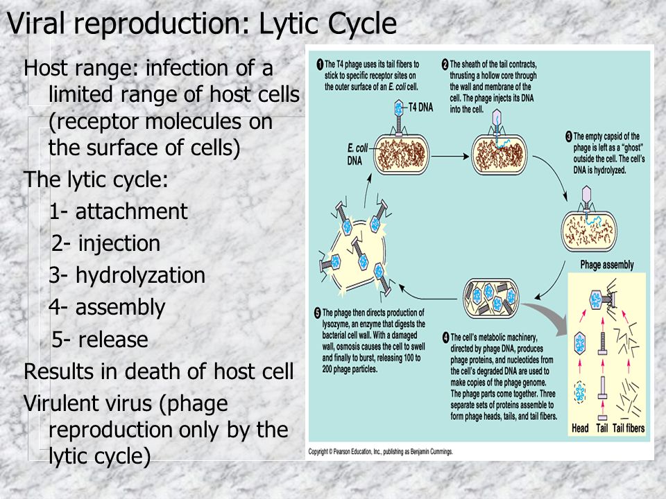 Viral reproduction: Lytic Cycle Host range: infection of a limited range of host cells (receptor molecules on the surface of cells) The lytic cycle: 1- attachment 2- injection 3- hydrolyzation 4- assembly 5- release Results in death of host cell Virulent virus (phage reproduction only by the lytic cycle)