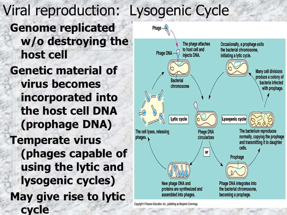 Viral reproduction: Lysogenic Cycle Genome replicated w/o destroying the host cell Genetic material of virus becomes incorporated into the host cell DNA (prophage DNA) Temperate virus (phages capable of using the lytic and lysogenic cycles) May give rise to lytic cycle