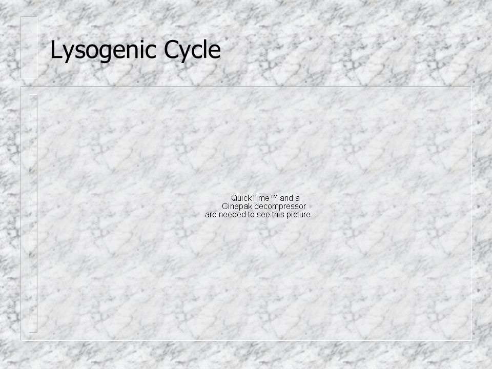 Lysogenic Cycle
