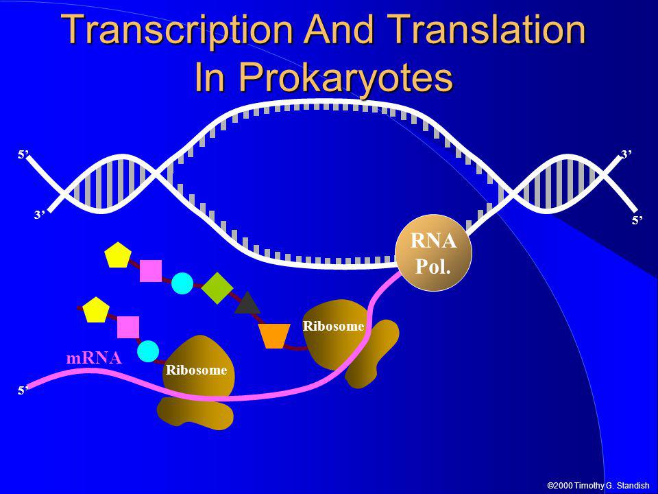 TRANSKRIPSI PROKARYOTE PDF TRANSKRIPSI PROKARYOTE PDF