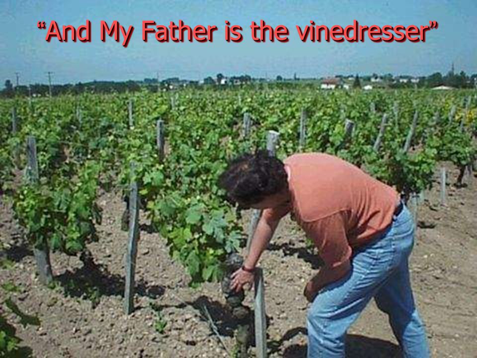 And My Father is the vinedresser