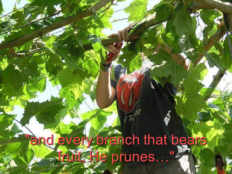 and every branch that bears fruit, He prunes…