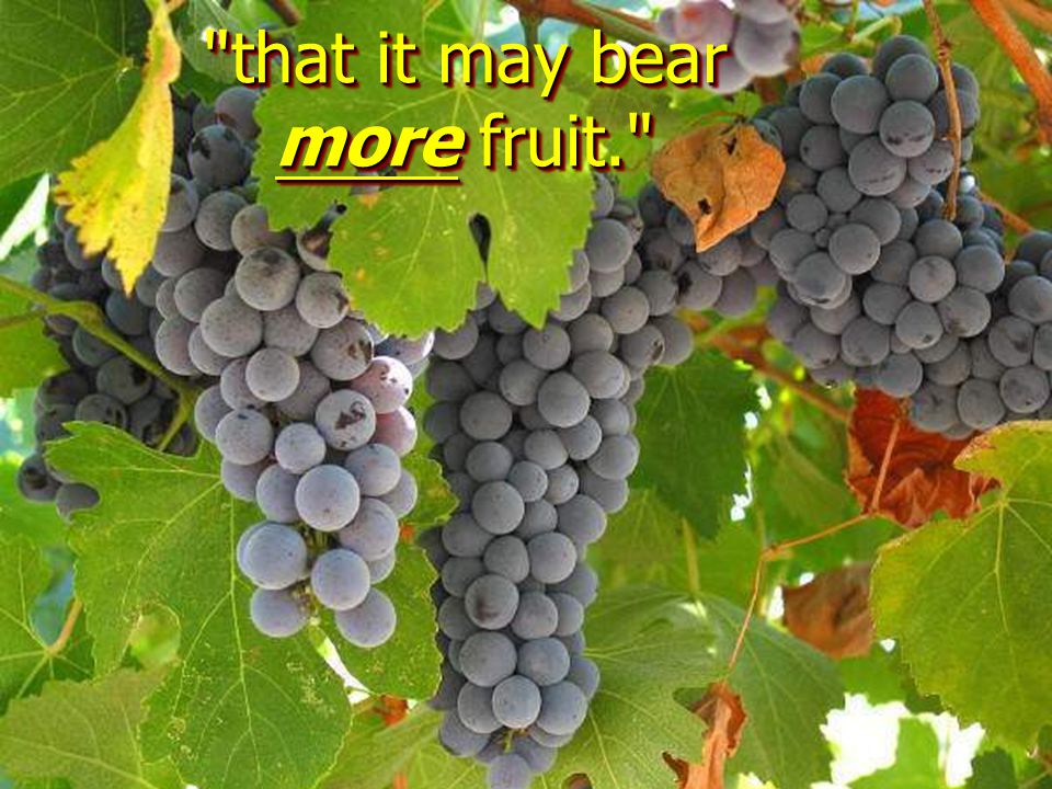 that it may bear more fruit.