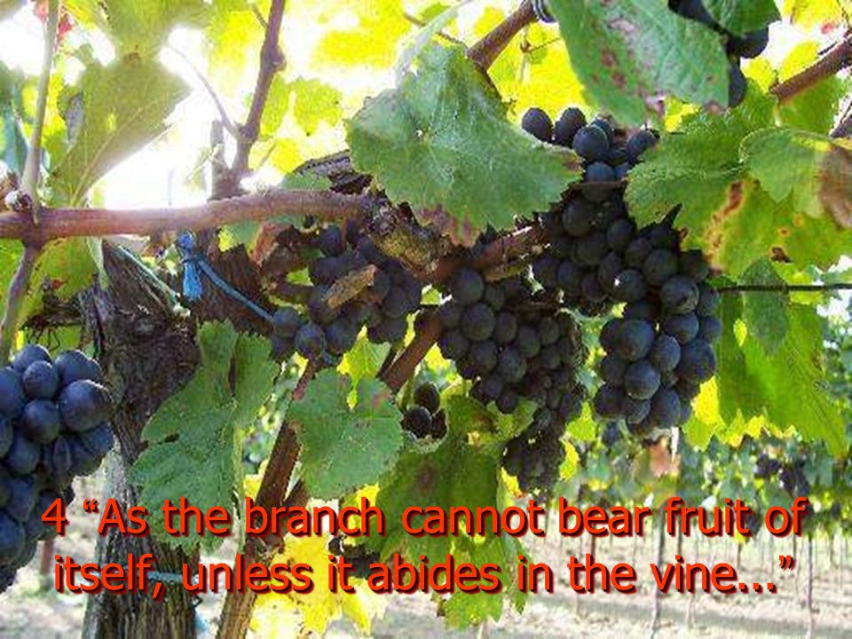 4 As the branch cannot bear fruit of itself, unless it abides in the vine...
