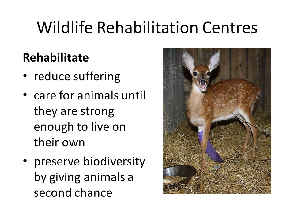 Rescue, Rehabilitate, Release!. Wildlife Rehabilitation Centres Rescue baby wild  animals that have become separated from their mothers injured wild animals.  - ppt download