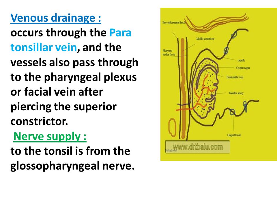 Venous drainage : occurs through the Para tonsillar vein, and the vessels also pass through to the pharyngeal plexus or facial vein after piercing the superior constrictor.