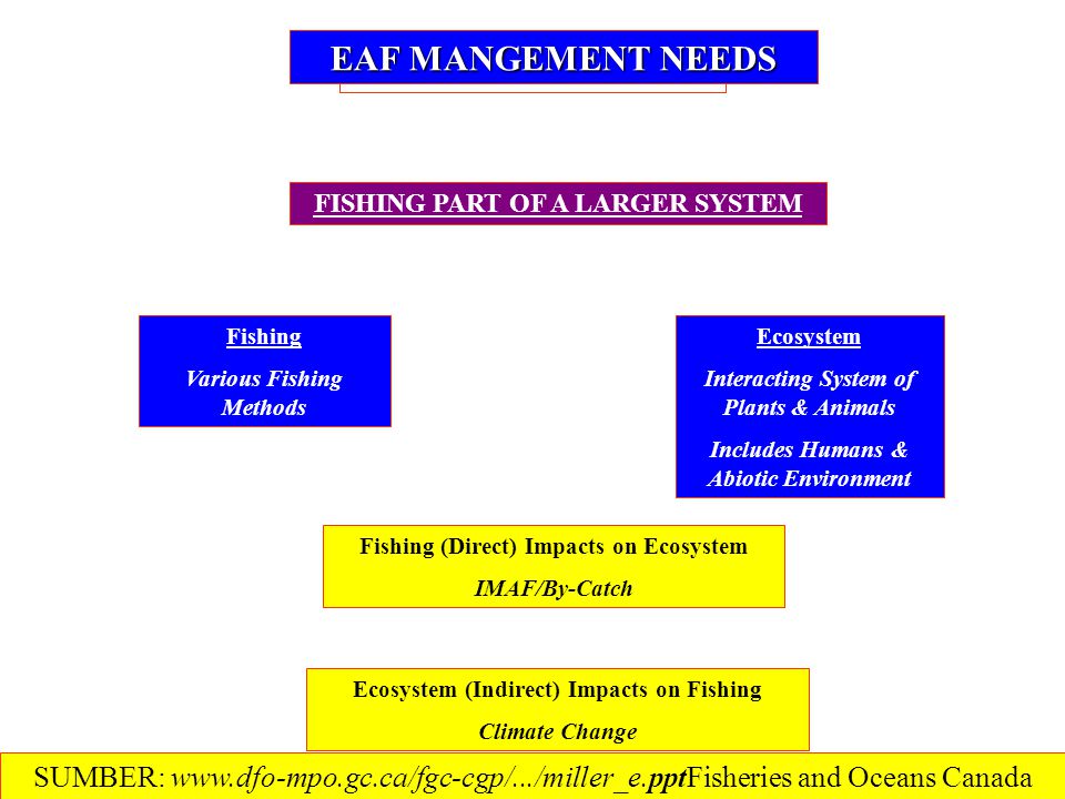 EAF MANGEMENT NEEDS FISHING PART OF A LARGER SYSTEM Ecosystem Interacting System of Plants & Animals Includes Humans & Abiotic Environment Fishing Various Fishing Methods Fishing (Direct) Impacts on Ecosystem IMAF/By-Catch Ecosystem (Indirect) Impacts on Fishing Climate Change SUMBER:   and Oceans Canada