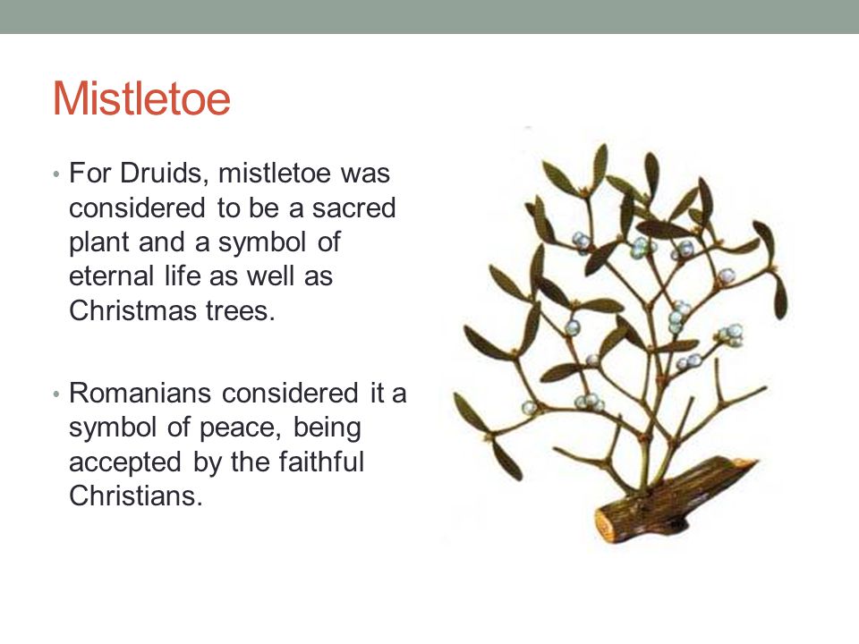 Mistletoe For Druids, mistletoe was considered to be a sacred plant and a symbol of eternal life as well as Christmas trees.