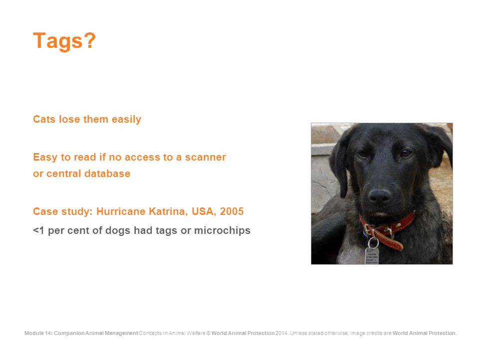 Companion Animal Management This lecture was first developed for World  Animal Protection by Dr David Main (University of Bristol) in It was  revised. - ppt download