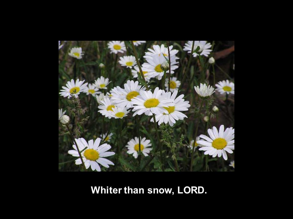 Whiter than snow, LORD.