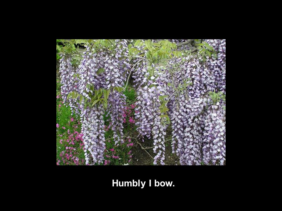 Humbly I bow.