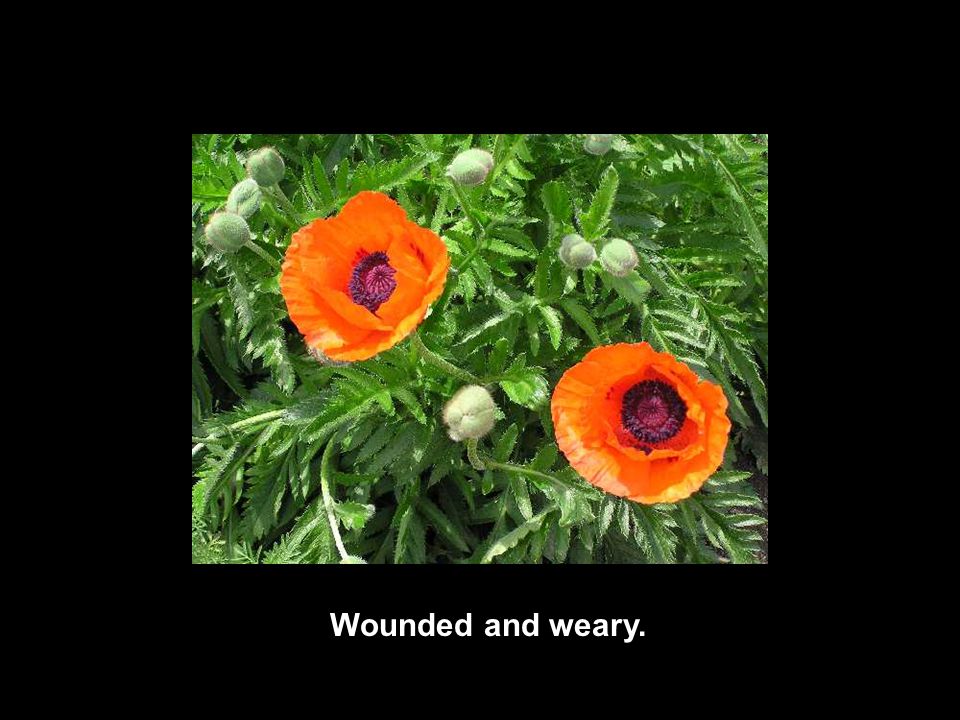 Wounded and weary.