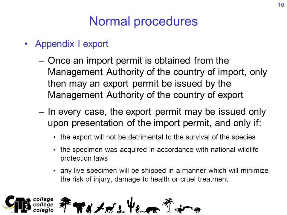 10 Normal procedures Appendix I export –Once an import permit is obtained from the Management Authority of the country of import, only then may an export permit be issued by the Management Authority of the country of export –In every case, the export permit may be issued only upon presentation of the import permit, and only if: the export will not be detrimental to the survival of the species the specimen was acquired in accordance with national wildlife protection laws any live specimen will be shipped in a manner which will minimize the risk of injury, damage to health or cruel treatment