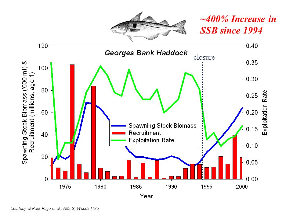 ~400% Increase in SSB since 1994 closure Courtesy of Paul Rago et al., NMFS, Woods Hole