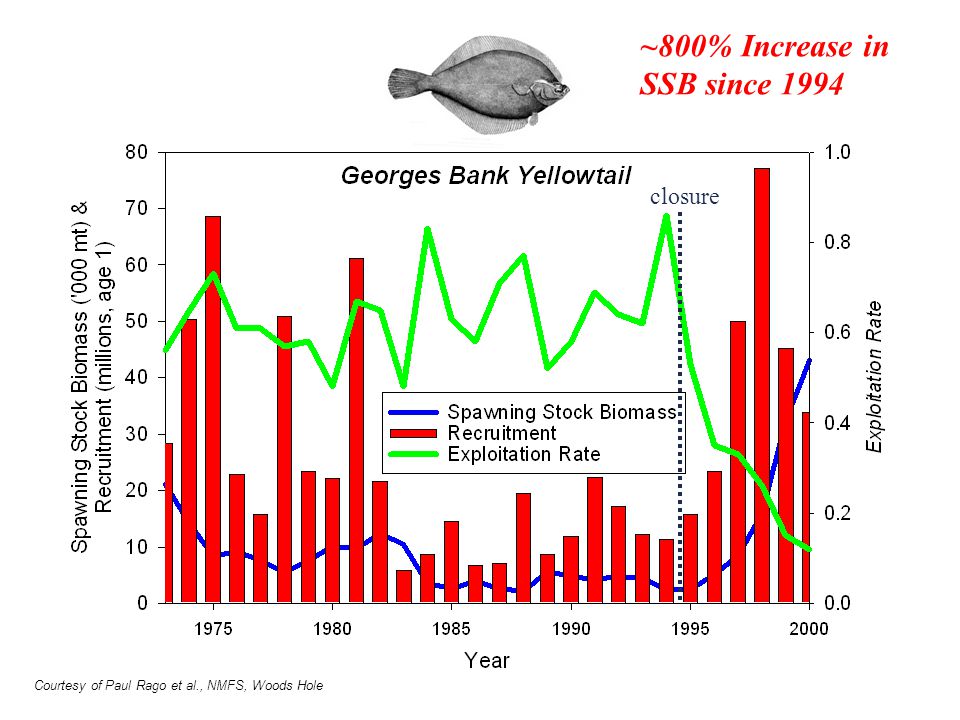 ~800% Increase in SSB since 1994 closure Courtesy of Paul Rago et al., NMFS, Woods Hole