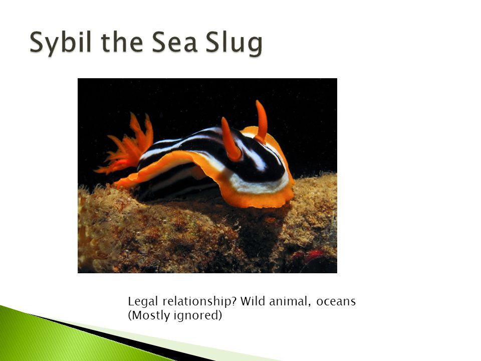 Legal relationship Wild animal, oceans (Mostly ignored)